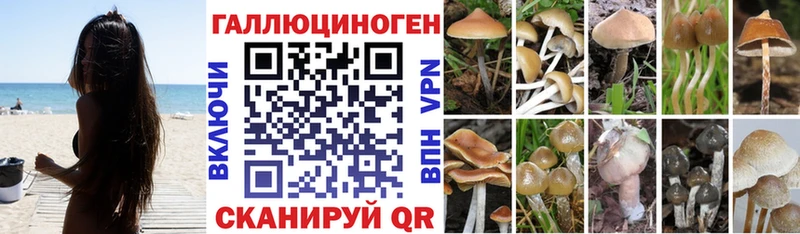 Галлюциногенные грибы Psilocybe  blacksprut ссылки  Игарка  наркошоп 